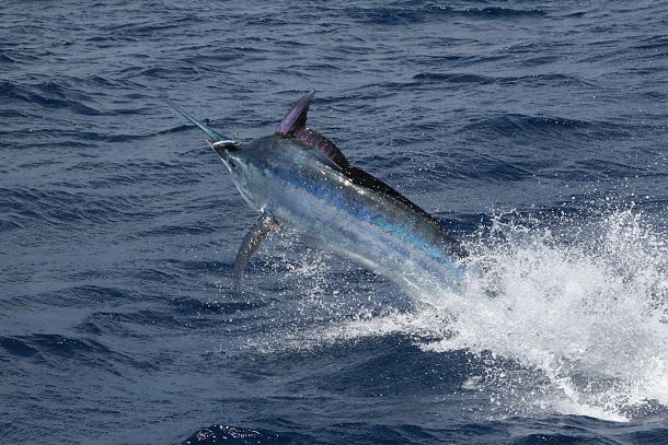 Marlin caught with Laser